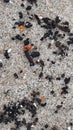 Detail of white sand beach with some black grains and some few pieces of orange amber