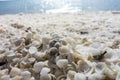 Detail of white shells at Shell Beach in Western Australia near Denham