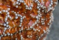 Detail of White spots on orange sea star Royalty Free Stock Photo