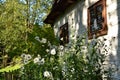 Detail of white stone wall of an old cottage with white flowers in garden Royalty Free Stock Photo