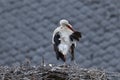 Detail of white stork, Ciconia ciconia, standing on nest and cleaning feathers. Bird nesting behavior. Grey roof in background. Royalty Free Stock Photo