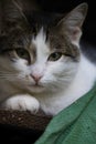 Detail on a white and tabby cat against sitting on a pile of wood with an old fabric in the lower right corner