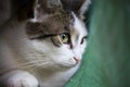 Detail on a white and tabby cat against sitting on a pile of wood with an old fabric in the lower right corner