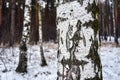 Detail of white tree bark in a birch grove in winter Royalty Free Stock Photo