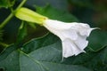 Detail of white trumpet shaped flower of hallucinogen plant Devil`s Trumpet Datura Stramonium, also called Jimsonweed