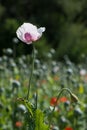 Detail of white-violet poppy (Papaver somniferum) Royalty Free Stock Photo