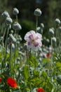 Detail of white-violet poppy and poppy heads in poppy field Royalty Free Stock Photo