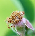 Detail of wild bush flower, pistil and stamens, macro. Royalty Free Stock Photo