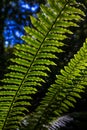 Detail of a wild fern in a forest