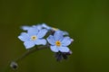 Detail of wild flower Myosotis sylvatica. Known as wood forget-me-not or woodland forget-me-not. Royalty Free Stock Photo