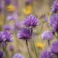 Detail of wild garlic in Julian Alpe, Slovenia Royalty Free Stock Photo