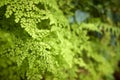 Detail of wild growing Adiantum raddianum