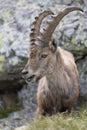 A wild ibex