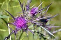 Detail of a wild milk thistle