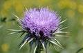 Detail of a wild milk thistle