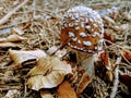 Detail of a wild mushroom growing in a forest in late summer Royalty Free Stock Photo