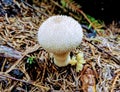 Detail of a wild mushroom growing in a forest in late summer Royalty Free Stock Photo