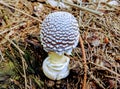 Detail of a wild mushroom growing in a forest in late summer Royalty Free Stock Photo