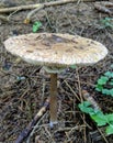 Detail of a wild mushroom growing in a forest in late summer Royalty Free Stock Photo