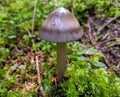 Detail of a wild mushroom growing in a forest in late summer Royalty Free Stock Photo