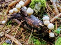 Detail of wild mushrooms growing in a forest in late summer Royalty Free Stock Photo