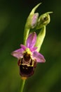 Detail of wild pink flower bee orchid, Male Karpaty, Czech republic Royalty Free Stock Photo