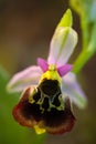 Detail of wild pink flower bee orchid, Male Karpaty, Czech republic. Flower in the nature. Detail of beautiful bloom. Spring in th Royalty Free Stock Photo