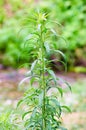 Detail of a wild plant conyza canadensis