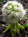 A wildflower growing freely in the Alps Royalty Free Stock Photo