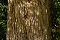 Detail of a willow tree trunk - salix