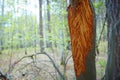 Detail of a willow trunk with the bark eaten by deers in the cold long winter