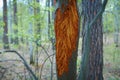 Detail of a willow trunk with the bark eaten by deers in the cold long winter