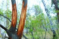 Detail of a willow trunk with the bark eaten by deers in the cold long winter