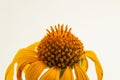 Detail of a sunflower flower. Royalty Free Stock Photo