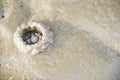 Detail wind crabs making hole on the beach