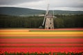 Detail of a windmill in a tulip field Royalty Free Stock Photo