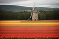 Detail of a windmill in a tulip field