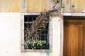 Detail of a window with the typical plama of the Sunday of Easter Royalty Free Stock Photo