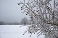 Detail of winter landscape