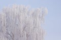 Detail of winter nature. The rime-ice on the tree close up on blue sky background. Rime on the trees. Royalty Free Stock Photo