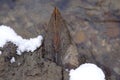 detail, winter pond, snow and frozen, stream