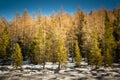 Detail of the winter woods surrounding Lake Calaita, Lozen Valley, Trentino-Alto Adige