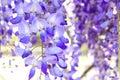 Detail of wisteria purple flowers springtme blossom