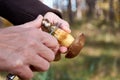 Detail of woman`s hand cleaning boletus or mushroom a knife in the woods on a summer day