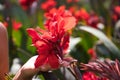 Detail of a woman\'s hand holding a bouquet of red flowers in the garden Royalty Free Stock Photo