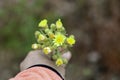 Hand with yellow flowers