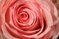 Detail of wonderful pink Rose