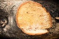 Detail of wood cutted Royalty Free Stock Photo