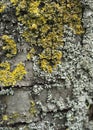 Detail of a wooden desk with moisture and fungi Royalty Free Stock Photo