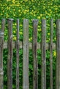Wooden fence with Chelidonium majus Royalty Free Stock Photo